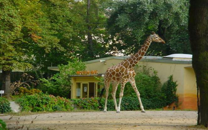 Зоопарк в ганновере: история создания и какие есть тематические зоны