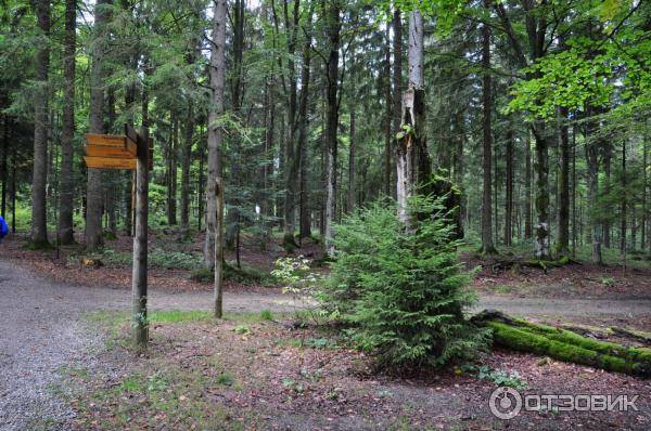 Национальный парк баварский лес (nationalpark bayerischer wald) - munchenguide