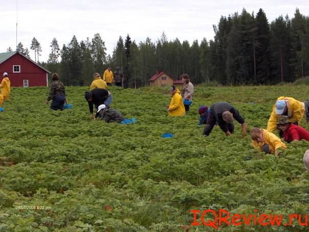 Работа в финляндии: вакансии и зарплаты