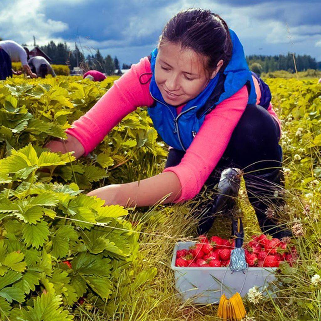 Легальная работа в сельском хозяйстве в финляндии в 2021 году