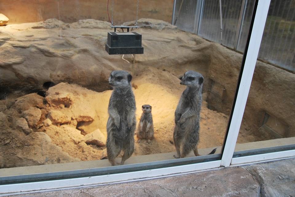 Франкфуртский зоопарк — википедия. что такое франкфуртский зоопарк