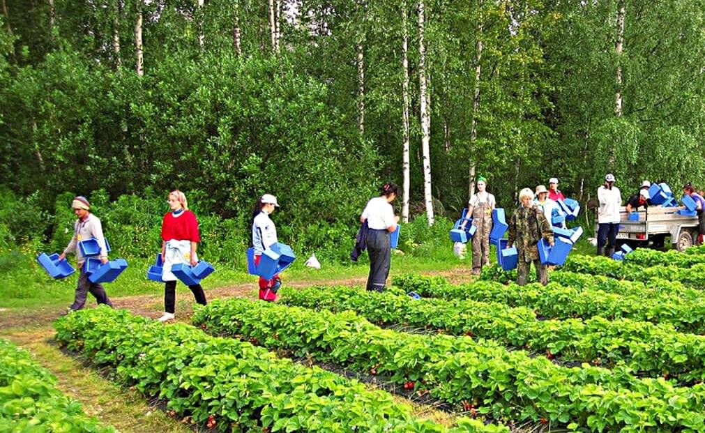 Вакансии за рубежом: работа в сельском хозяйстве в Финляндии