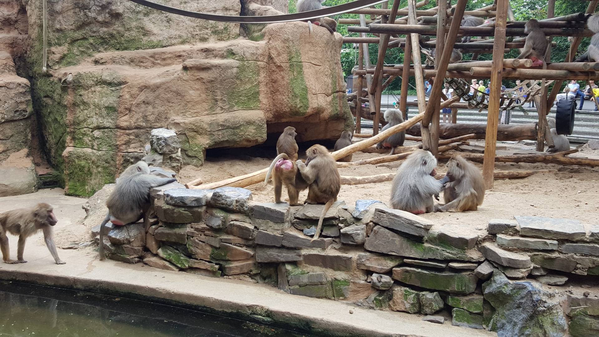 Зоопарк калининграда