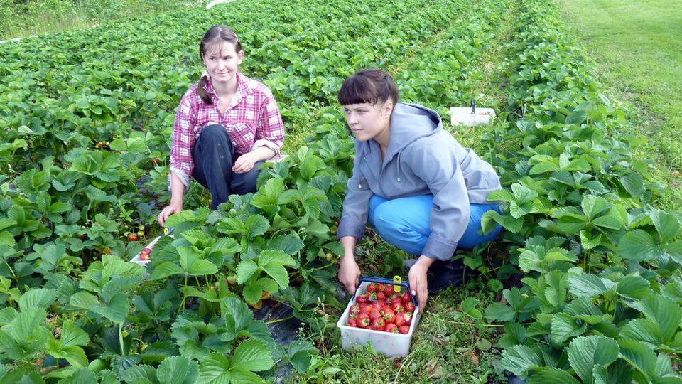 Как найти работу в польше в сельском хозяйстве