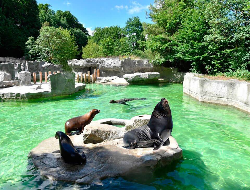 Зоопарк "хеллабрунн" в мюнхене: история создания и представители зоопарка
