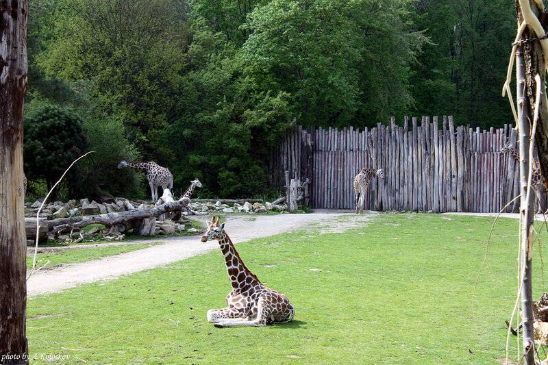 Зоопарк земля. Зоопарк Германия Лейпциг. Зоопарк ГДР Лейпциг. Лейпциг зоопарк земля кондванф. Животные Лейпцигского зоопарка.