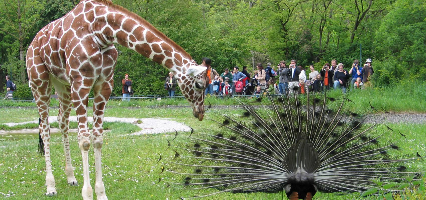 Гамбургский зоопарк гагенбека — rovdyr dreams