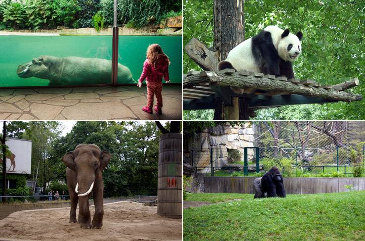 Берлинский зоопарк: история, фото животных, время работы