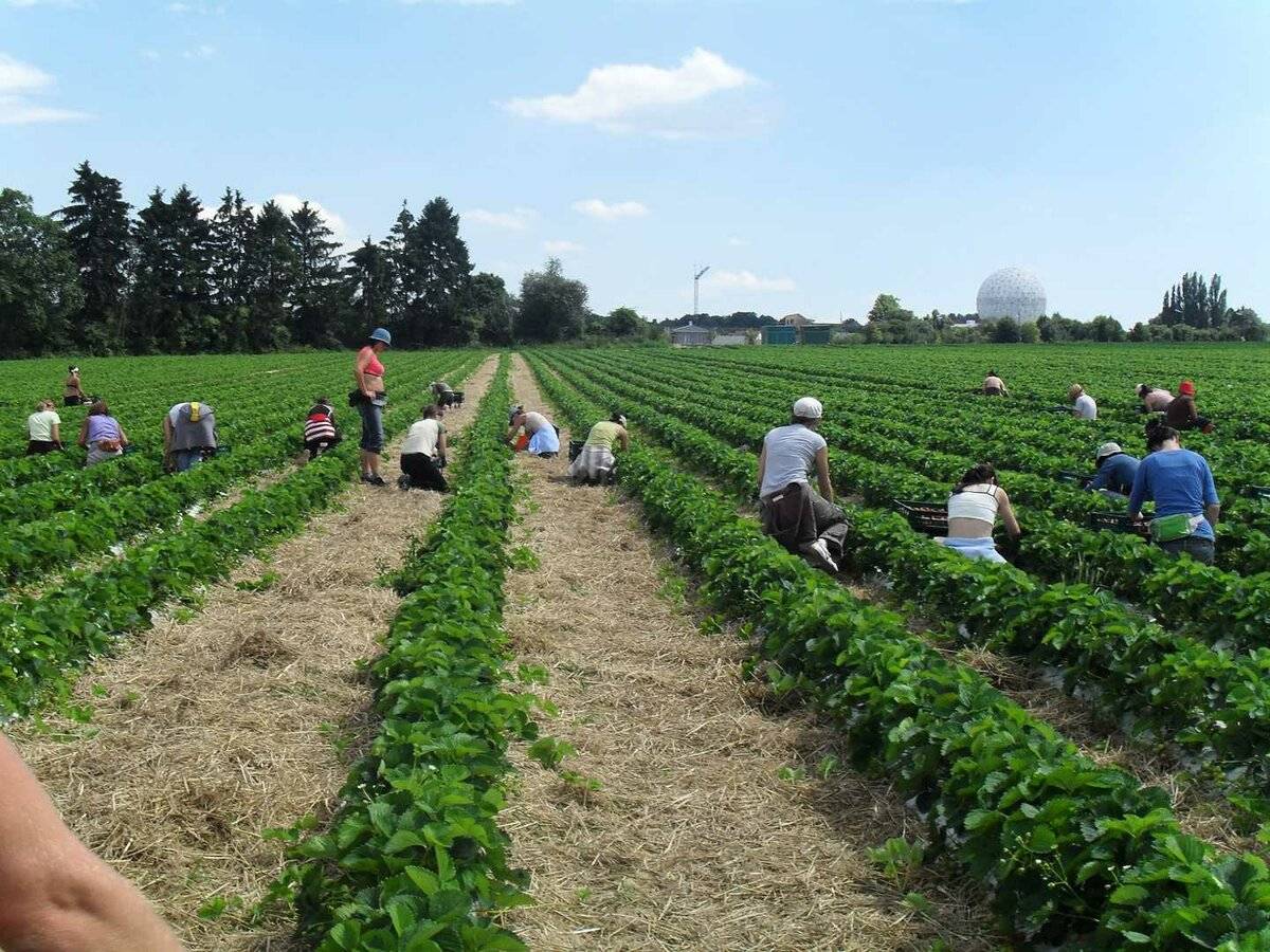 Работа в сельском хозяйстве за границей |  eurabota.ua