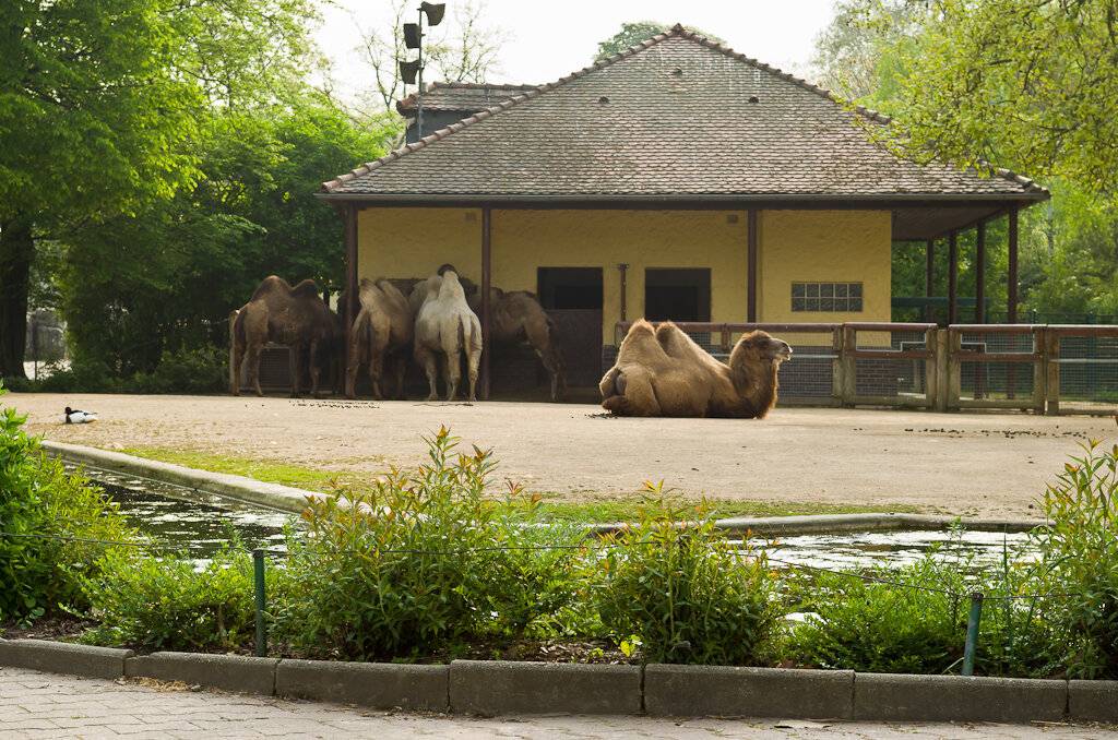 Франкфуртский зоопарк