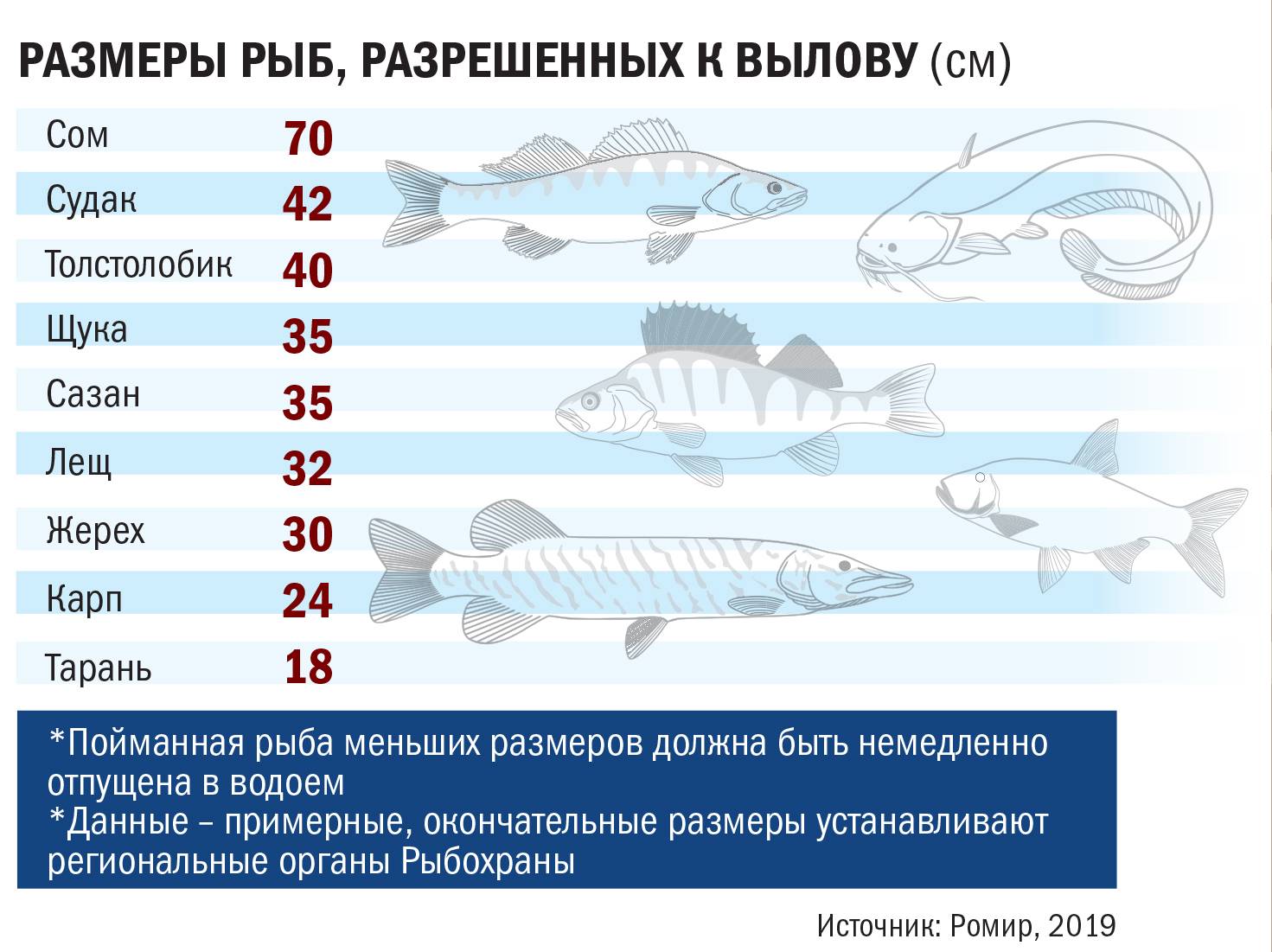 Нерестовый запрет 2021. мурманская область. новый закон о рыбалке