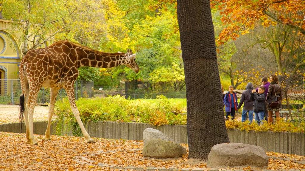 День открытых зверей: какой из двух зоопарков берлина — самый-самый? · живой берлин · взгляд из столицы европы