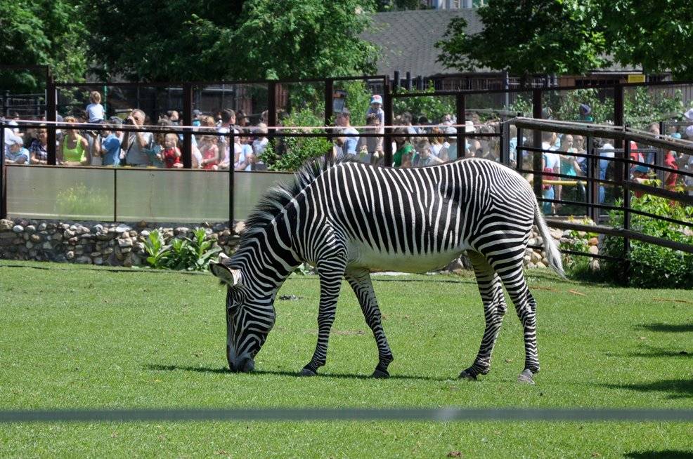 Человеческие зоопарки — когда людей содержали в вольерах для развлечения публики